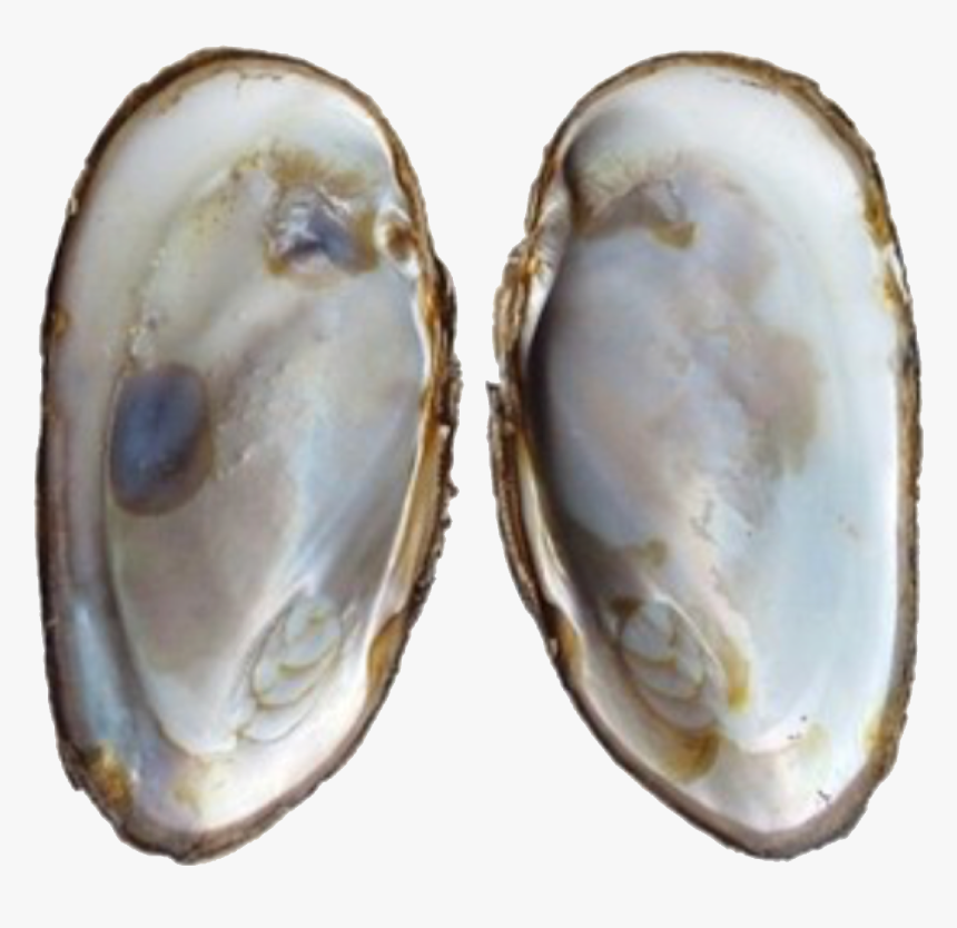Transparent Oysters Png - Oyster Shell Mother Of Pearl, Png Download