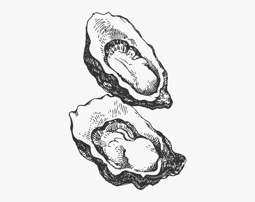 Oyster Drawing Transparent Png, Png Download