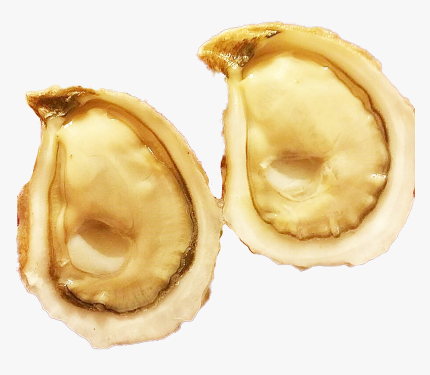 Oysters Png, Transparent Png