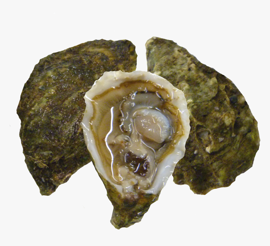 Kumiai Oysters, HD Png Download
