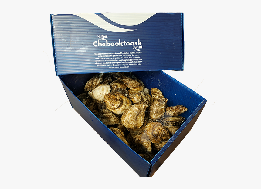 Chebooktoosk Oysters, HD Png Download