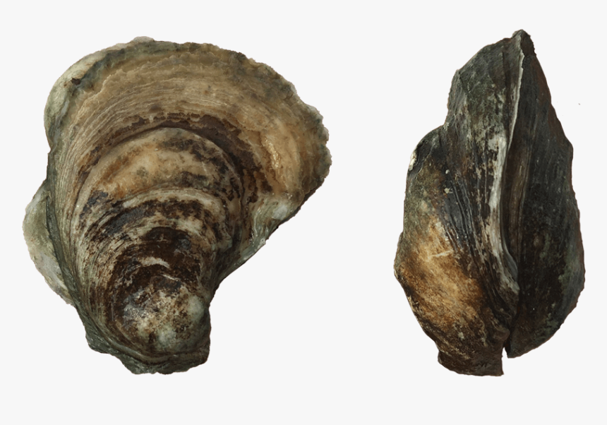 Port Royal Wild Oysters - Shell, HD Png Download