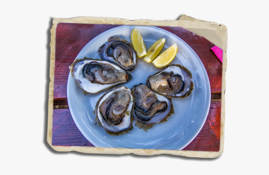 Tiostrea Chilensis, HD Png Download