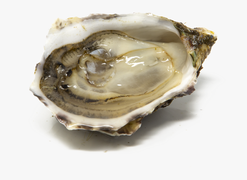 Tiostrea Chilensis, HD Png Download