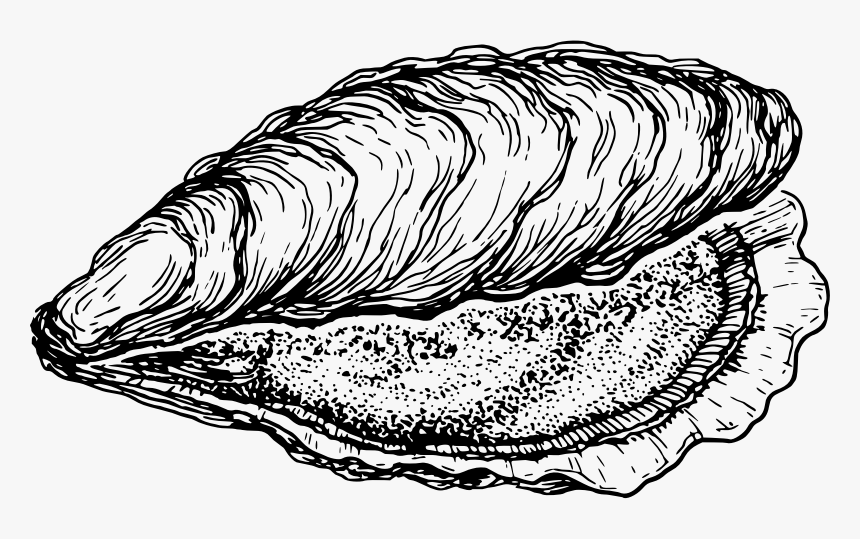 Clip Art Collection Of Free Oyster - Clipart Oyster, HD Png Download