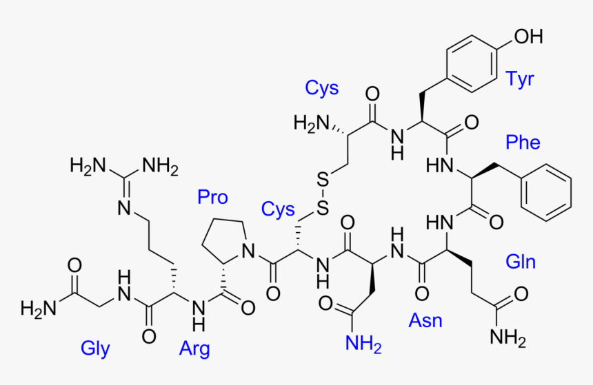 Love Chemistry Oxytocin, HD Png Download