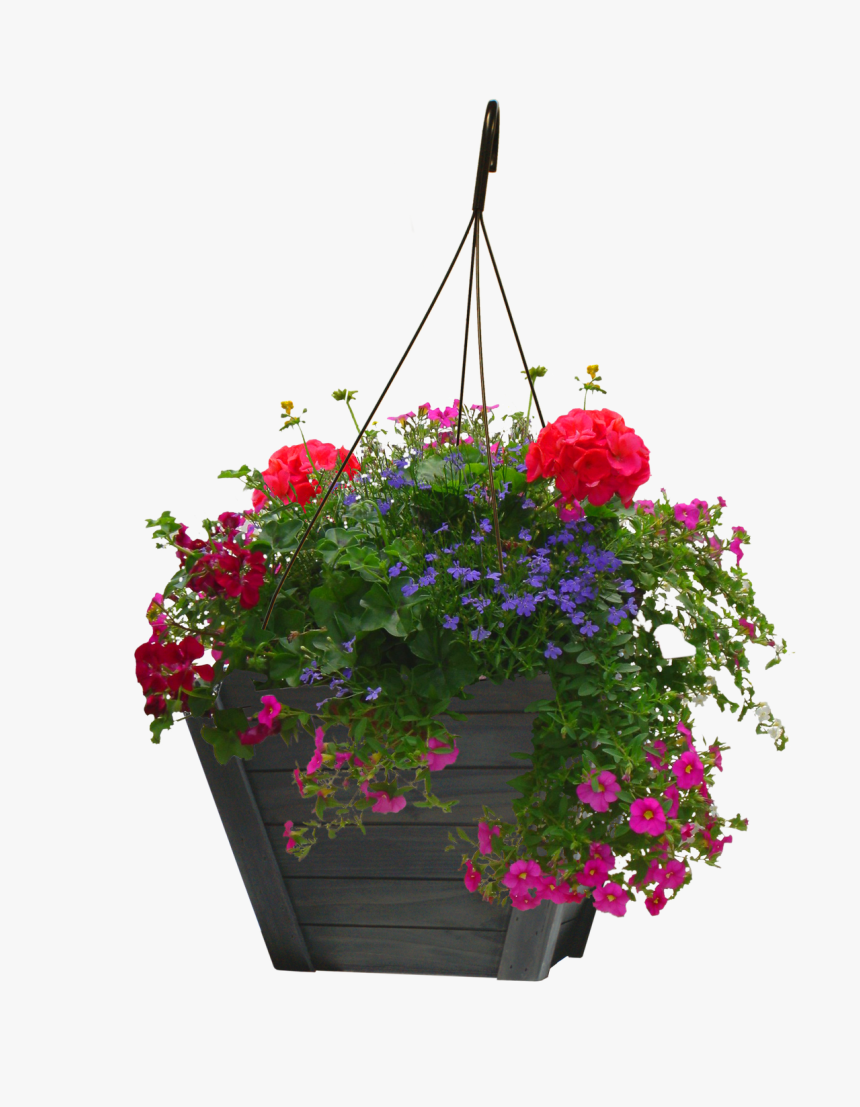 Petunia, HD Png Download