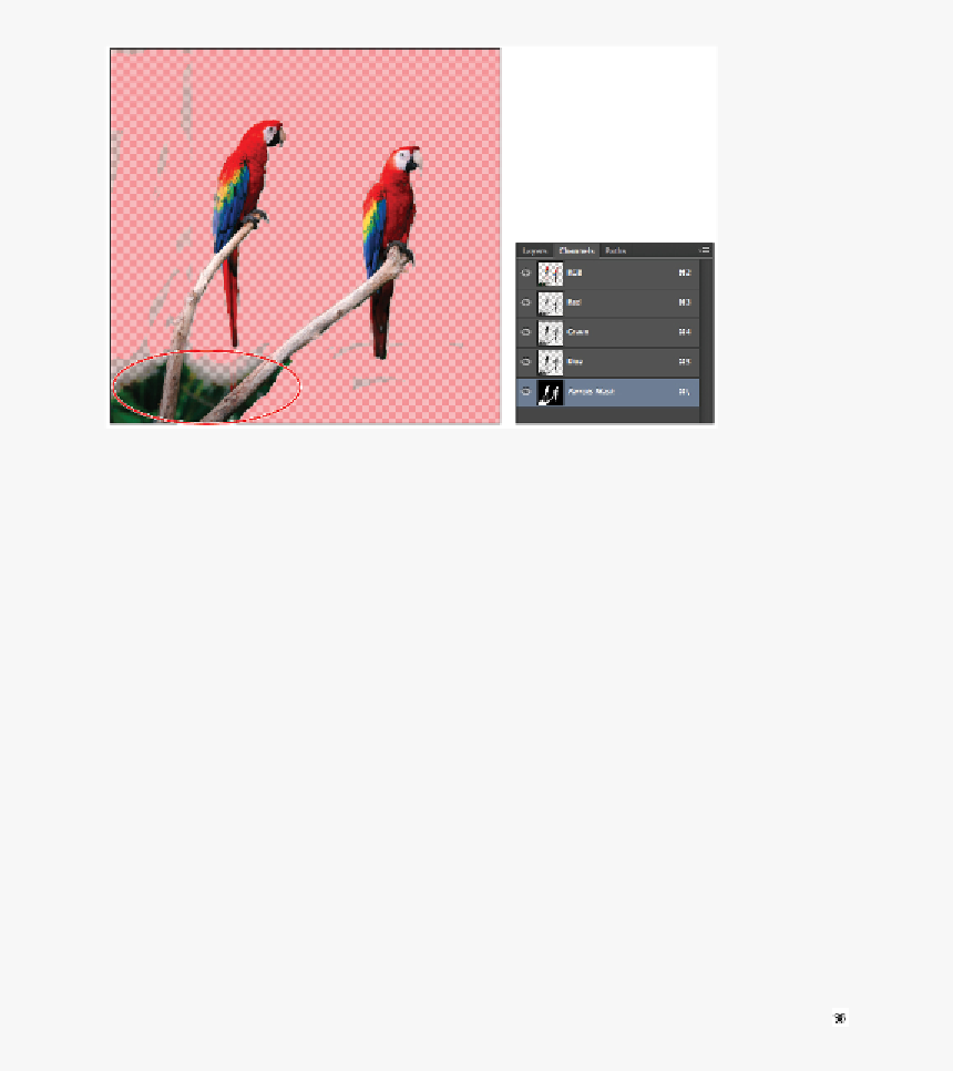 Macaw, HD Png Download