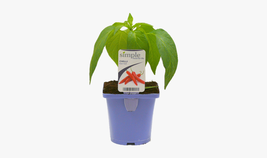 Houseplant, HD Png Download