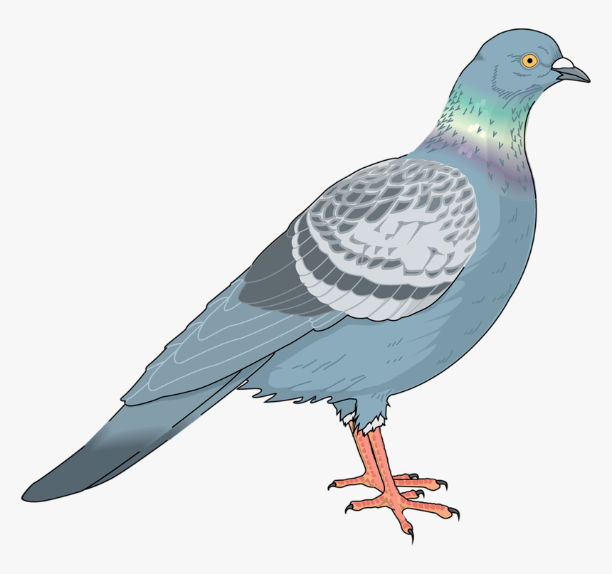 Homing Pigeon Columbidae Bird Clip Art Pigeon Vector Png Free, Transparent Png , Transparent