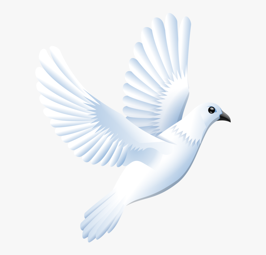 Feather,wing,bird - White Dove Clipart, HD Png Download