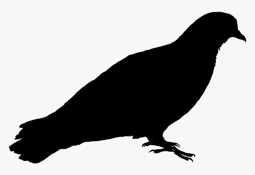 Feral Pigeon Bird Pigeon Free Photo - Pigeon Silhouette Png, Transparent Png
