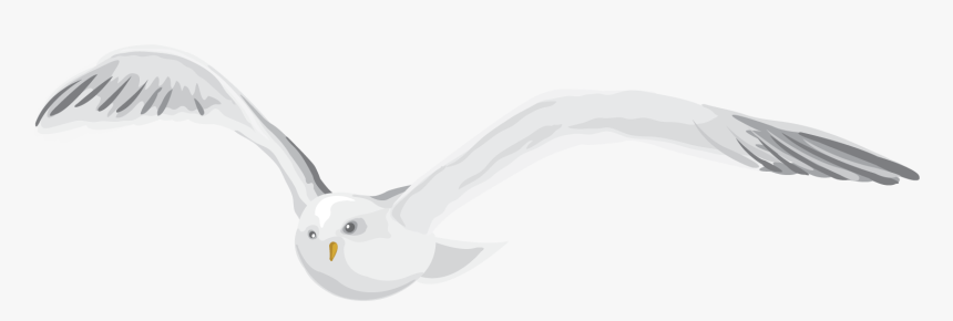 Seabird, HD Png Download