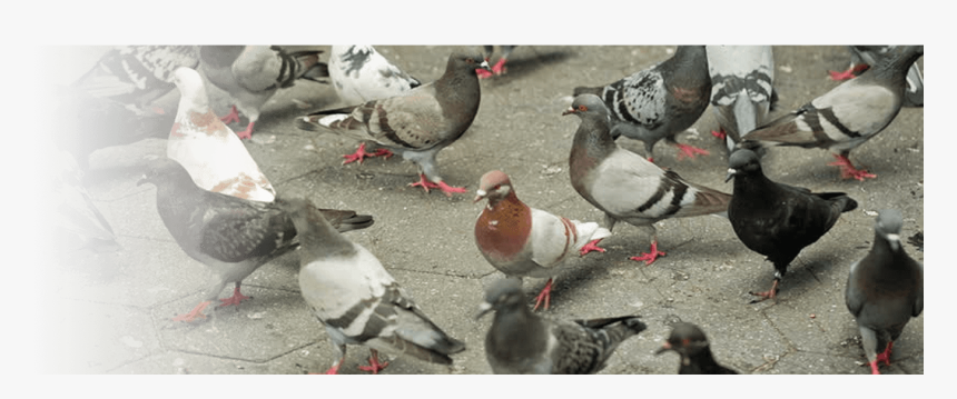 Pigeons Video , Transparent Cartoons - Rock Dove, HD Png Download