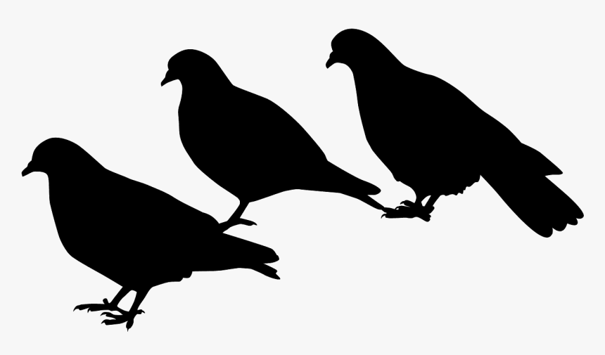 Pigeons And Doves, HD Png Download
