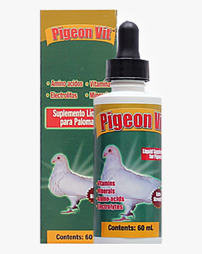 Transparent Pigeons Png - Rock Dove, Png Download