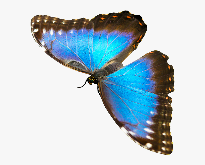 Nature, Animals, Butterfly, Insect, Fly, Wing, Probe - Butterfly Animals That Fly, HD Png Download