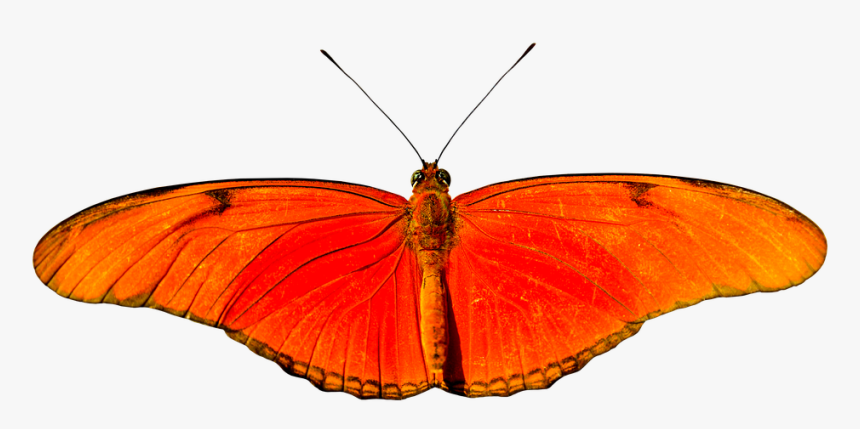 Animal, Butterfly, Flying, Isolated, Wing, Probe - Lycaena, HD Png Download