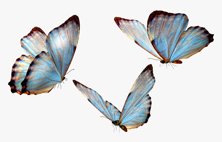 Butterfly Png, Transparent Png