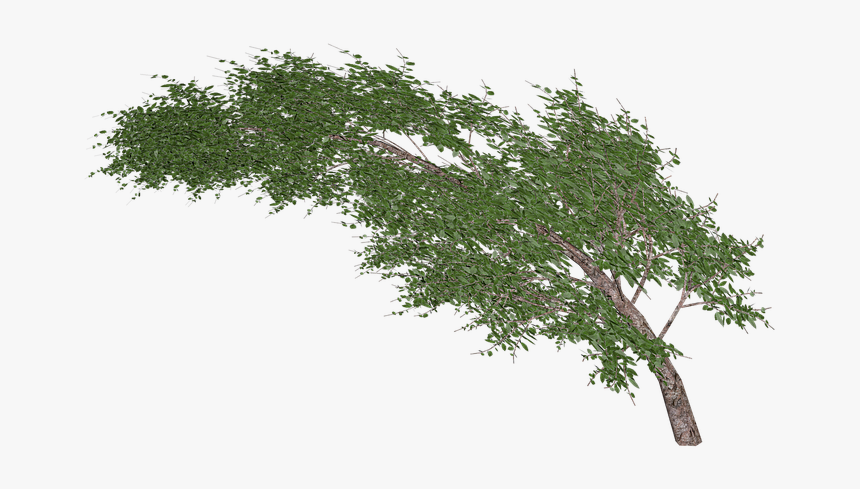 Arbol Viento Png, Transparent Png