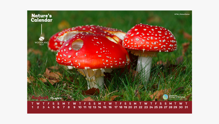 Edible Mushroom, HD Png Download