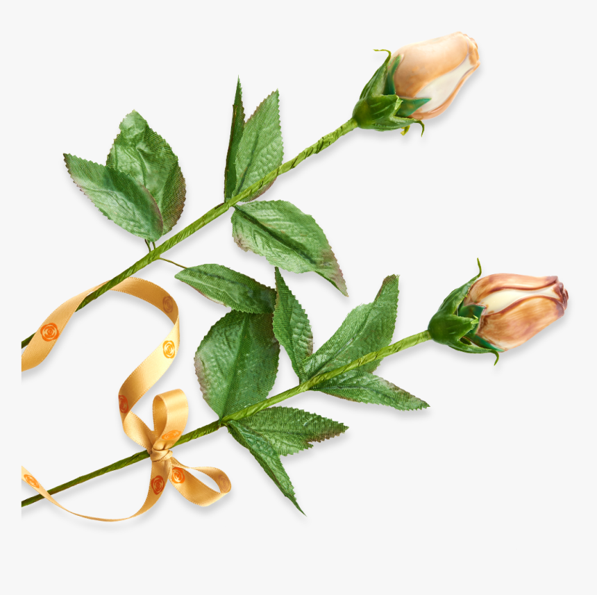 Evergreen Rose, HD Png Download