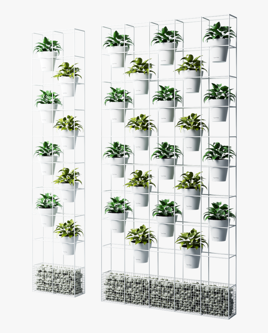 Chamomile, HD Png Download