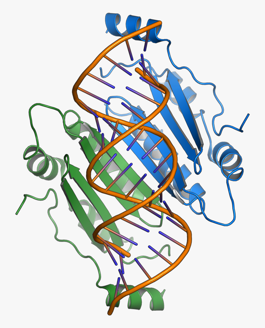 1r9f Tombusvirus P19 - Overlapping Gene, HD Png Download