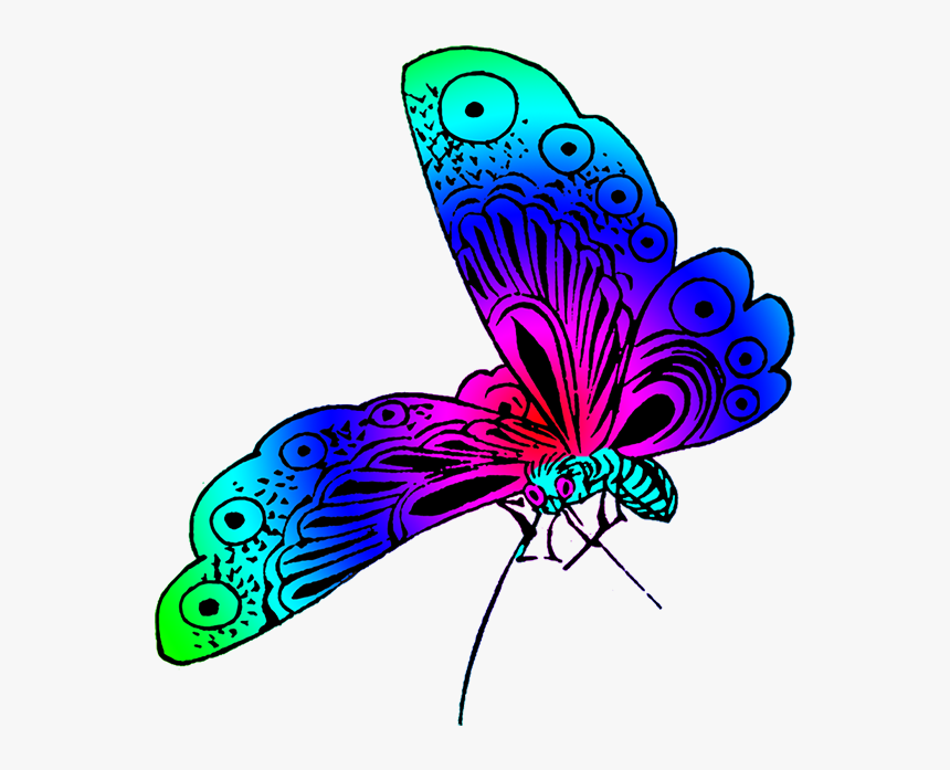 Beautiful Butterfly Strong Colors - Different Colors Of Butterfly, HD Png Download