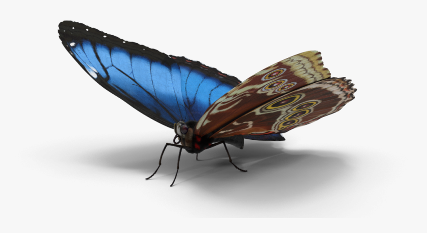White Admiral Or Red Spotted Purple, HD Png Download
