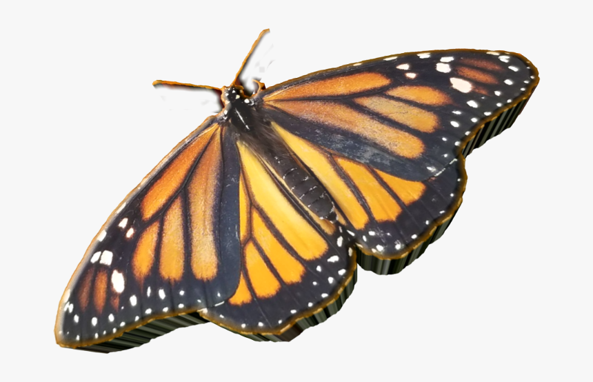 Sticker Custom3d 3d Butterfly @jws33 😀🙋 - Monarch Butterfly, HD Png Download