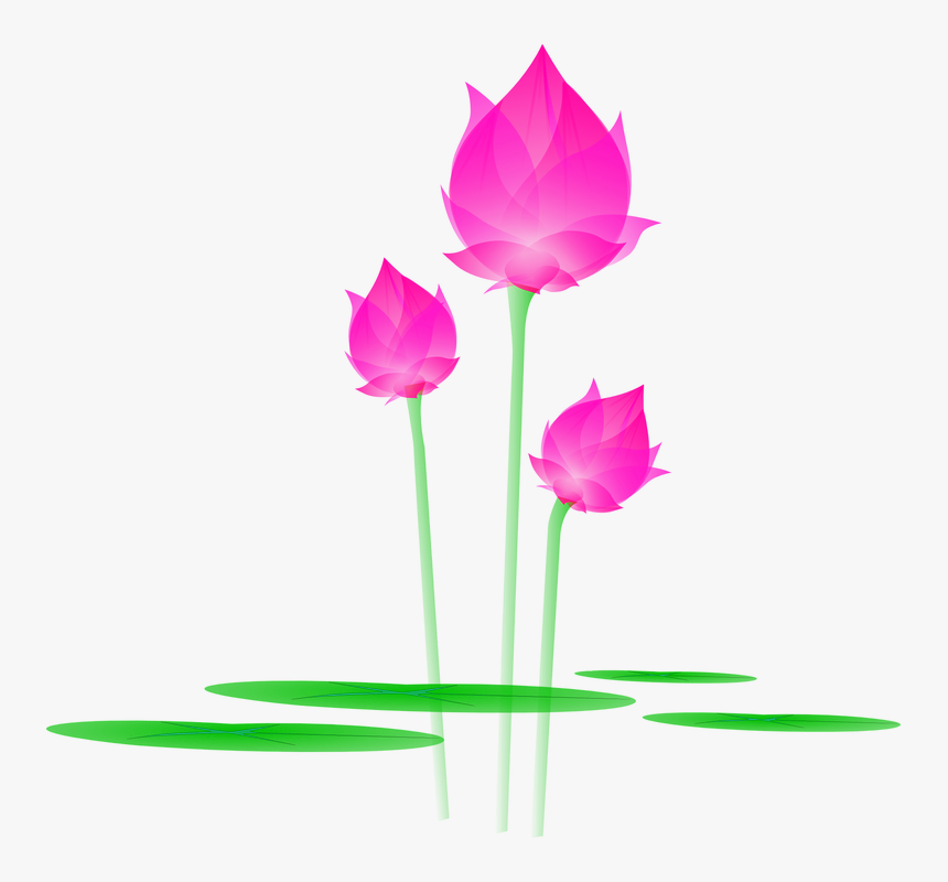 Lotus Png - Tulip, Transparent Png
