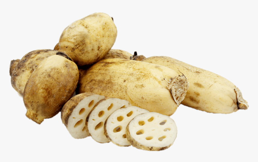 Transparent Stickpng Download - Lotus Root In Spanish, Png Download