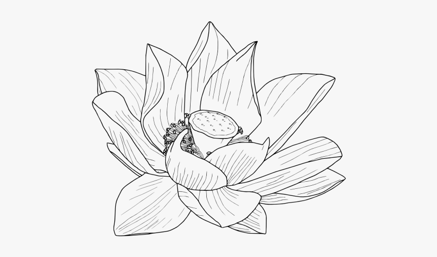 Lotus Drawing Png Vector, Clipart - Flower Tumblr Drawing Transparent, Png Download