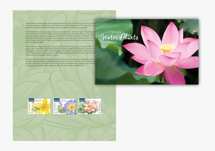 Lotus - Sacred Lotus, HD Png Download
