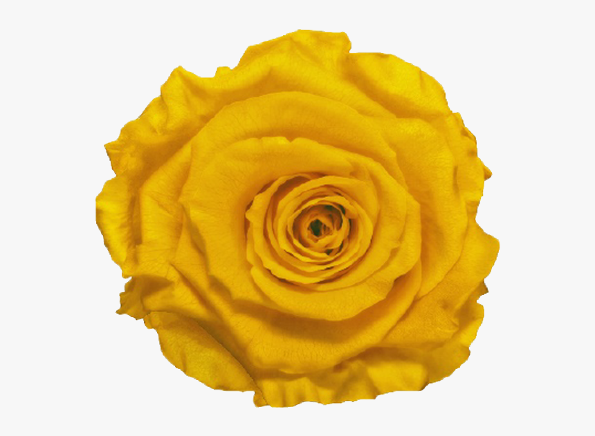 Single Rose Marble Box 
 Class Lazyload Lazyload Fade - Floribunda, HD Png Download