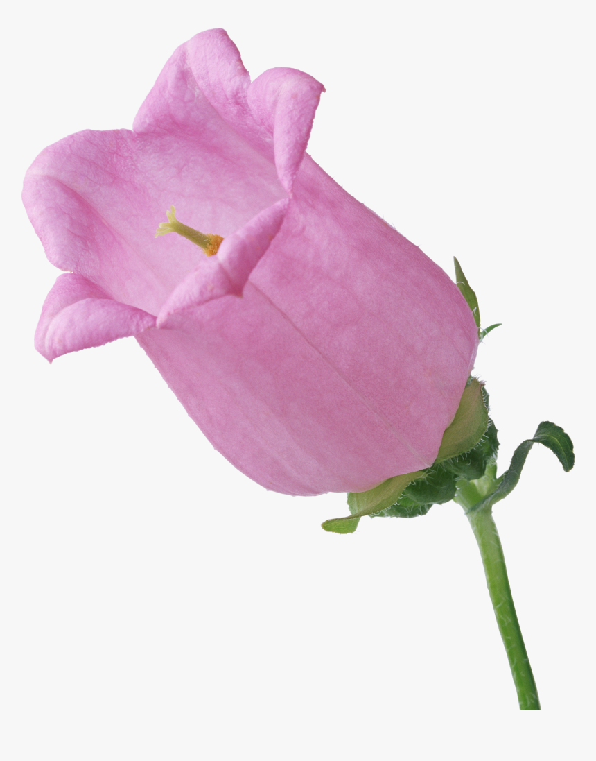 Big Pink Single Bellflower Branch Flower - Flower, HD Png Download