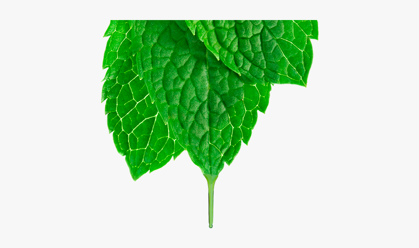 Spearmint, HD Png Download