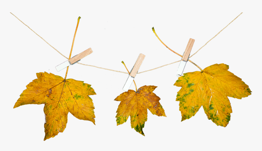 Nature Leaves Autumn Free Photo - Png Autumn Nature, Transparent Png