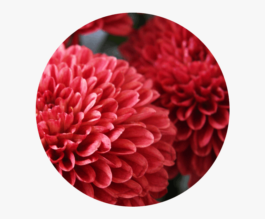 Flowers With Many Small Petals, HD Png Download