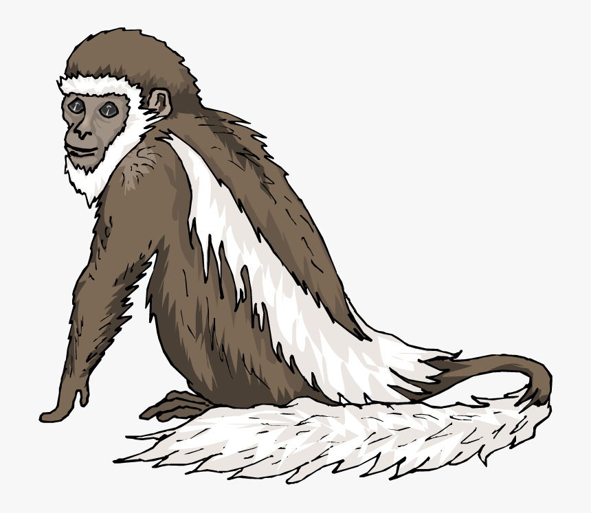 Indian Clipart Monkey - Colobus Monkey Clipart, HD Png Download