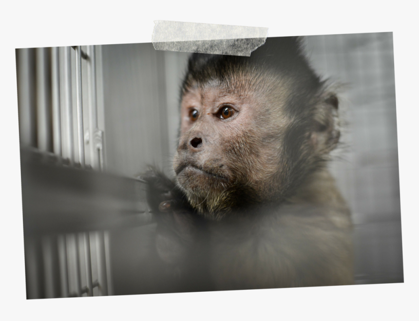 1 - Tufted Capuchin, HD Png Download