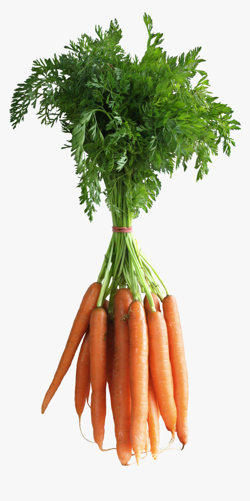 Transparent Background Carrot Leaf Png, Png Download