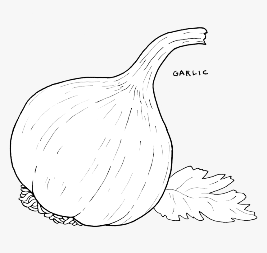 Garlic, HD Png Download