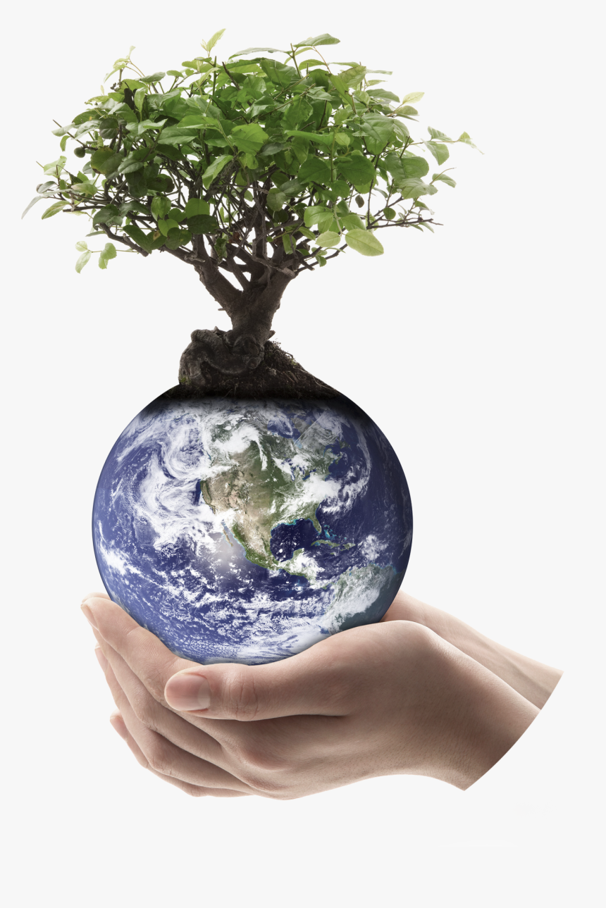 # - Trees Used For Making Paper, HD Png Download