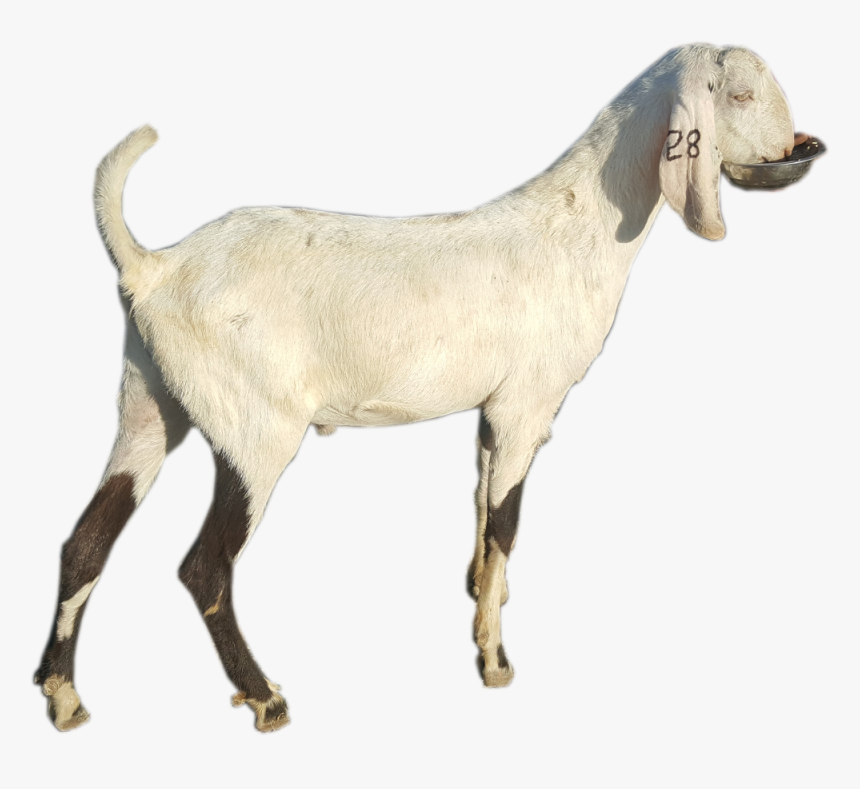 Goat , Png Download - Goat, Transparent Png