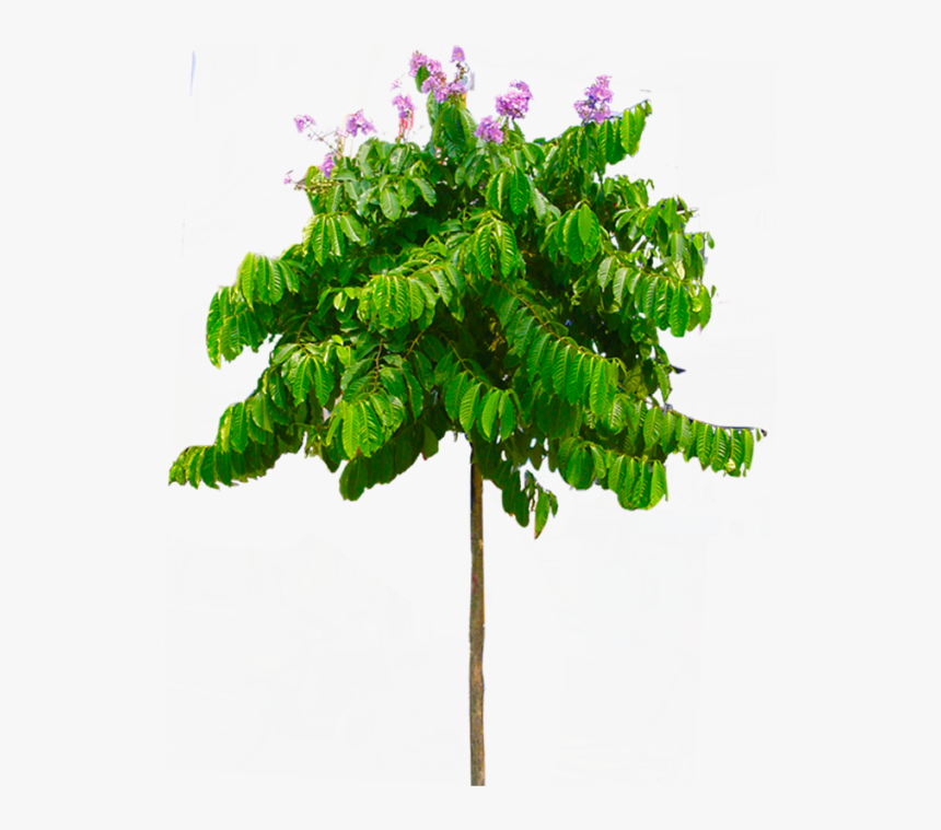 Free Download Tropical Tree Png Transparent Background - Houseplant, Png Download