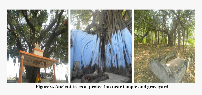 Ancient Trees At Protection Near Temple And Graveyard - Lodgepole Pine, HD Png Download