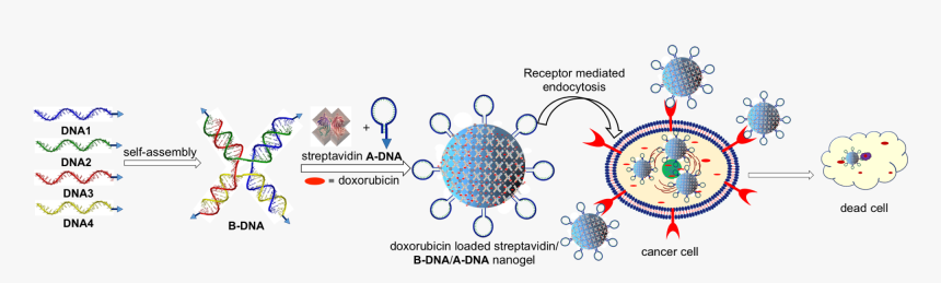 Circle, HD Png Download