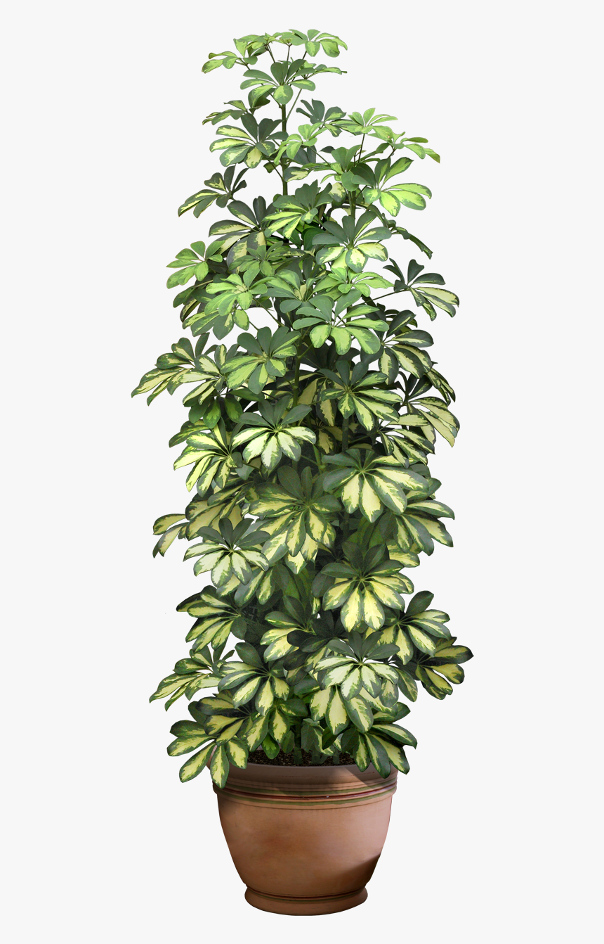 Office Plant Png - Transparent Background House Plant Png, Png Download